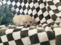 Ariel, a female Miniature Goldendoodle for sale in Plain City, OH – Photo 3 of 4