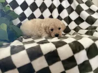 Ariel, a female Miniature Goldendoodle for sale in Plain City, OH – Photo 2 of 4