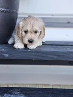 Ariel, a female Cockapoo and English Cream Golden Retriever for sale in Plain City, OH – Photo 2 of 5