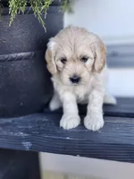 Ariel, a female Cockapoo and English Cream Golden Retriever for sale in Plain City, OH – Photo 5 of 5