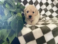 Ariel, a female Miniature Goldendoodle for sale in Plain City, OH – Photo 1 of 4