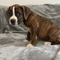 Yellow, a male Boxer for sale in West Columbia, SC – Photo 9 of 10