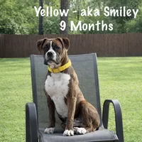 Yellow, a male Boxer for sale in West Columbia, SC – Photo 1 of 10