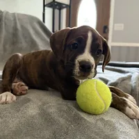 Yellow, a male Boxer for sale in West Columbia, SC – Photo 8 of 10