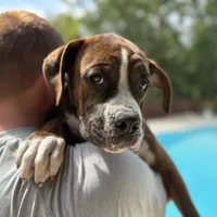 Yellow, a male Boxer for sale in West Columbia, SC – Photo 3 of 10