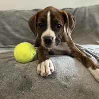 Yellow, a male Boxer for sale in West Columbia, SC – Photo 10 of 10