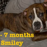 Yellow, a male Boxer for sale in West Columbia, SC – Photo 2 of 10