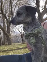 Ivy, a female Australian Cattle Dog for sale in Thief River Falls, MN – 3 of 3