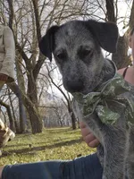 Ivy, a female Australian Cattle Dog for sale in Thief River Falls, MN – 2 of 3
