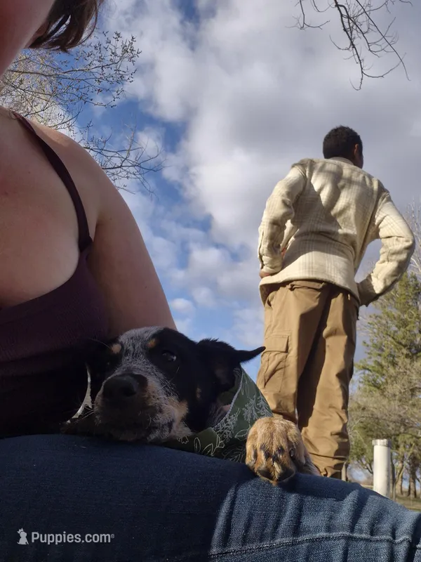 Violet  – Australian Cattle Dog puppy for sale in Thief River Falls, MN