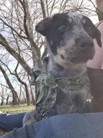 Violet , a female Australian Cattle Dog for sale in Thief River Falls, MN – 2 of 2