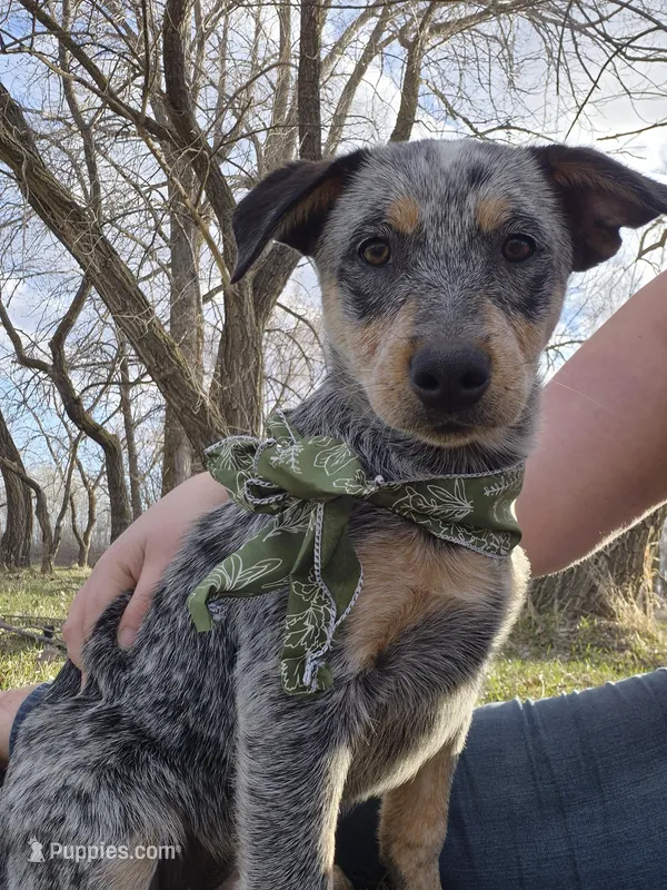 Winnie – Australian Cattle Dog puppy for sale in Thief River Falls, MN
