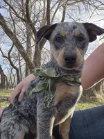 Winnie, a female Australian Cattle Dog for sale in Thief River Falls, MN – 1 of 2