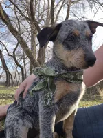 Winnie, a female Australian Cattle Dog for sale in Thief River Falls, MN – 2 of 2