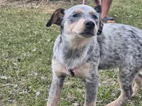 Tomato , a female Australian Cattle Dog for sale in Thief River Falls, MN – 8 of 8
