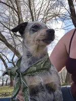 Tomato , a female Australian Cattle Dog for sale in Thief River Falls, MN – 2 of 8