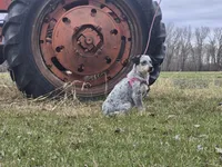 Tomato , a female Australian Cattle Dog for sale in Thief River Falls, MN – 6 of 8