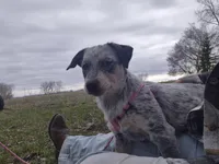 Tomato , a female Australian Cattle Dog for sale in Thief River Falls, MN – 4 of 8
