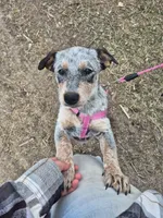 Tomato , a female Australian Cattle Dog for sale in Thief River Falls, MN – 7 of 8
