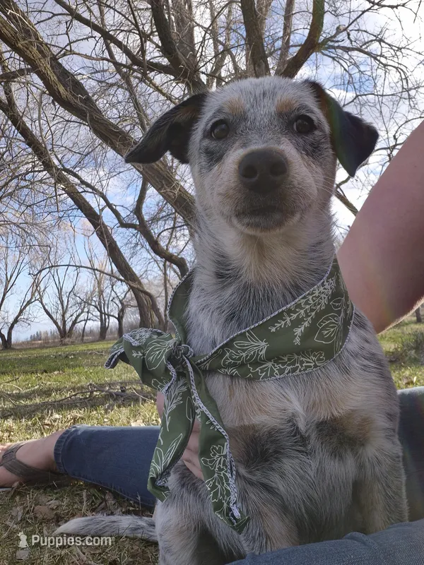 Tomato  – Australian Cattle Dog puppy for sale in Thief River Falls, MN