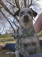 Tomato , a female Australian Cattle Dog for sale in Thief River Falls, MN – 1 of 8