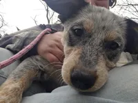 Tomato , a female Australian Cattle Dog for sale in Thief River Falls, MN – 3 of 8