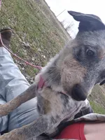 Tomato , a female Australian Cattle Dog for sale in Thief River Falls, MN – 5 of 8