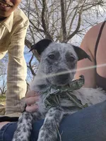 Lefty, a female Australian Cattle Dog for sale in Thief River Falls, MN – 2 of 4