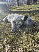 Lefty, a female Australian Cattle Dog for sale in Thief River Falls, MN – 4 of 4