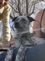 Lefty, a female Australian Cattle Dog for sale in Thief River Falls, MN – 1 of 4