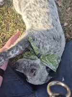 Lefty, a female Australian Cattle Dog for sale in Thief River Falls, MN – 3 of 4