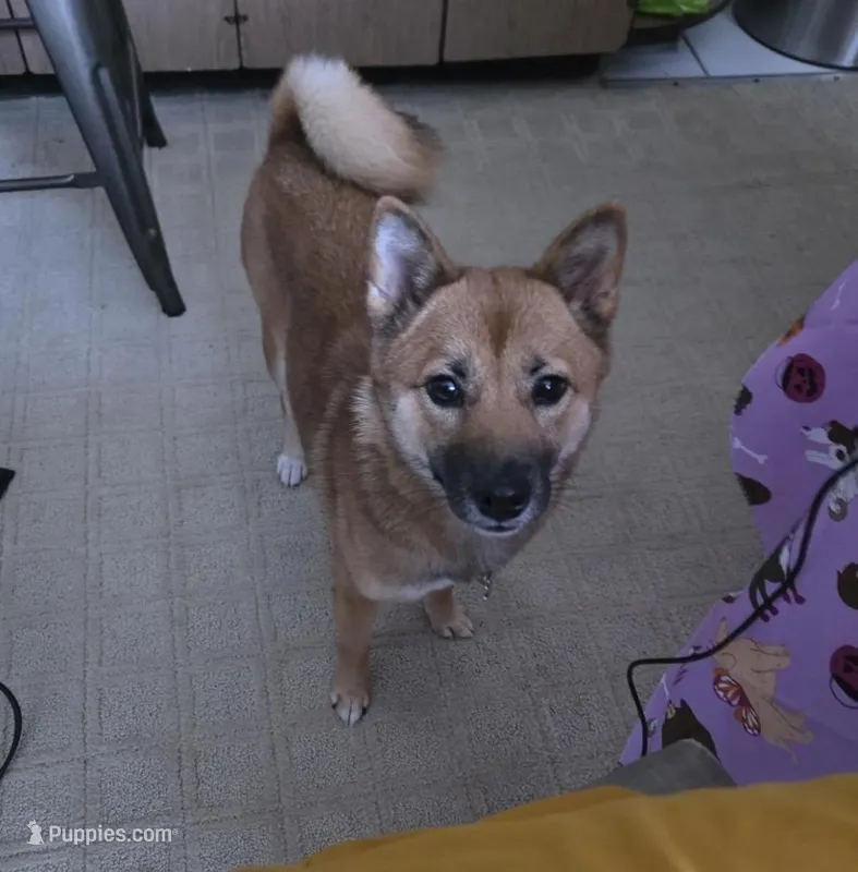 Bella  – Shiba Inu puppy for sale in Peoria Heights, IL