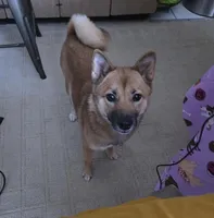 Bella , a female Shiba Inu for sale in Peoria Heights, IL – Photo 1 of 3