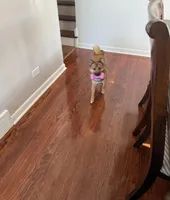 Bella , a female Shiba Inu for sale in Peoria Heights, IL – Photo 2 of 3