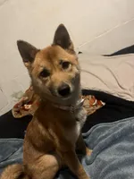 Bella , a female Shiba Inu for sale in Peoria Heights, IL – Photo 3 of 3