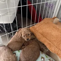 Sox, a female Poodle - Miniature  for sale in Auburndale, FL – Photo 4 of 5