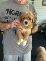 Sox, a female Poodle - Miniature  for sale in Auburndale, FL – Photo 1 of 5