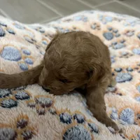 Sox, a female Poodle - Miniature  for sale in Auburndale, FL – Photo 2 of 5