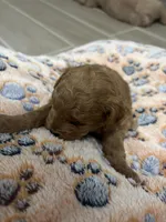 Elphie, a female Poodle - Miniature  for sale in Auburndale, FL – Photo 1 of 6