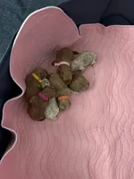 Elphie, a female Poodle - Miniature  for sale in Auburndale, FL – Photo 2 of 6