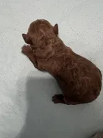 Elphie, a female Poodle - Miniature  for sale in Auburndale, FL – Photo 6 of 6