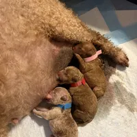 Sox, a female Poodle - Miniature  for sale in Auburndale, FL – Photo 5 of 5