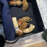 Sox, a female Poodle - Miniature  for sale in Auburndale, FL – Photo 3 of 5