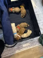 Elphie, a female Poodle - Miniature  for sale in Auburndale, FL – Photo 5 of 6