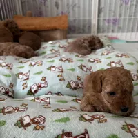 Baby, a female Poodle - Miniature  for sale in Auburndale, FL – Photo 5 of 9