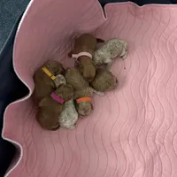 Baby, a female Poodle - Miniature  for sale in Auburndale, FL – Photo 8 of 9