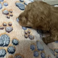 Baby, a female Poodle - Miniature  for sale in Auburndale, FL – Photo 6 of 9