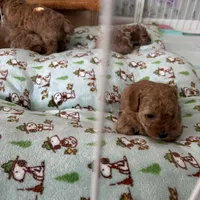 Baby, a female Poodle - Miniature  for sale in Auburndale, FL – Photo 3 of 9