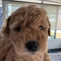 Baby, a female Poodle - Miniature  for sale in Auburndale, FL – Photo 2 of 9