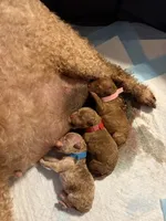 processed/a9b40619-54dc-4616-b628-d6fe5d6e6a86/listing/c5c20236-af6d-4aaf-a138-bb0a009ba407/9923a1d8-922e-4bbe-86bf-439b4a6b6a59